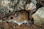 Peromyscus-leucopus tornillo